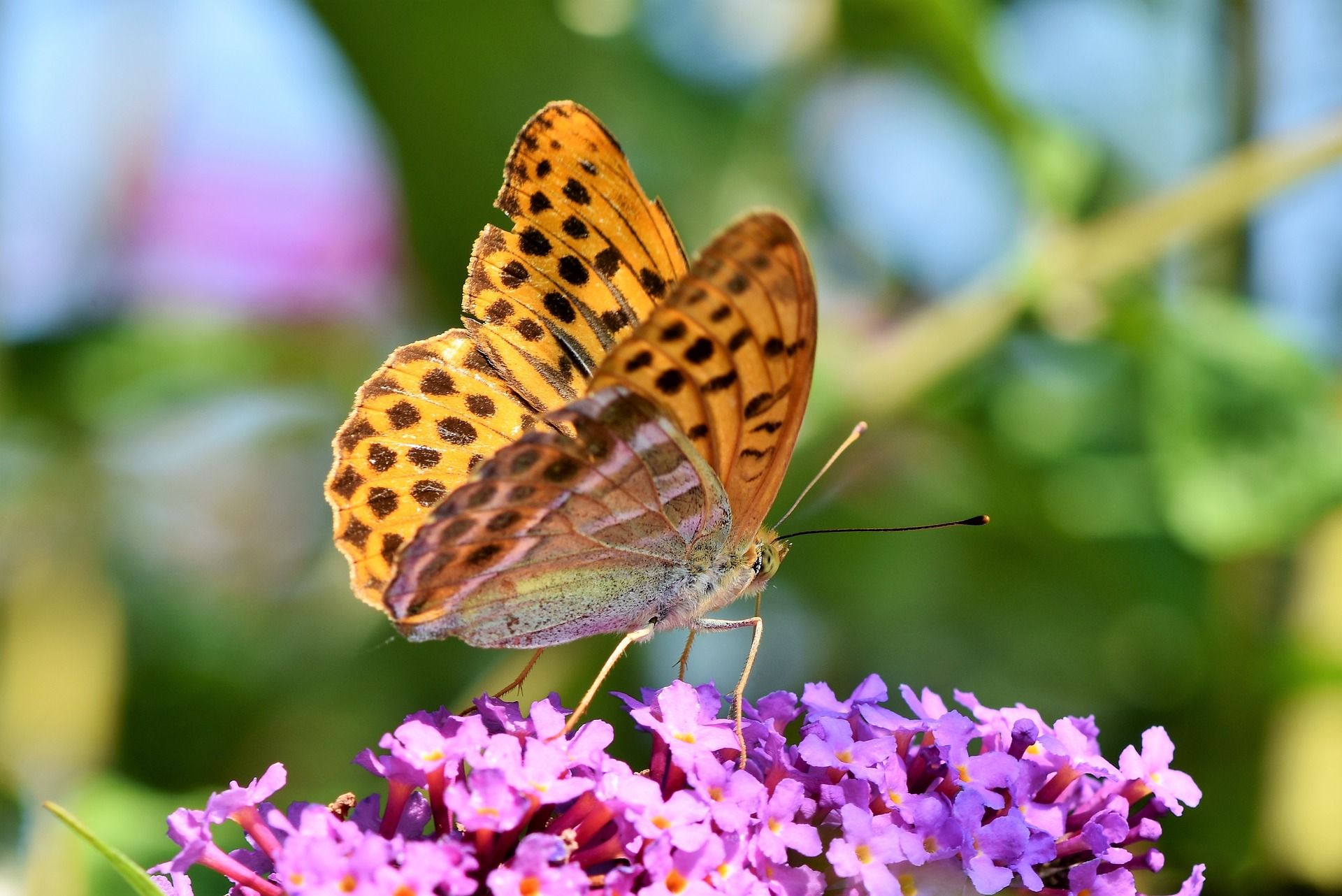 Le papillon magique, une idée originale pour annoncer un évènement